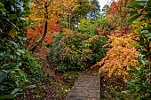 LLANOVER GARDEN, MONMOUTHSHIRE: THE UPPER ARBORETUM, AUTUMN, FALL, HYDRANGEAS, WOODEN WALKWAY, BRIDGE