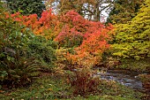 LLANOVER GARDEN, MONMOUTHSHIRE: OCTOBER, FALL, AUTUMN, STREAM, COTINUS OBOVATUS, STYRAX JAPONICUS PINK CHIMES, SHRUBS
