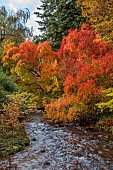LLANOVER GARDEN, MONMOUTHSHIRE: OCTOBER, FALL, AUTUMN, STREAM, COTINUS OBOVATUS, STYRAX JAPONICUS PINK CHIMES, SHRUBS