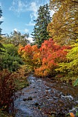 LLANOVER GARDEN, MONMOUTHSHIRE: OCTOBER, FALL, AUTUMN, STREAM, COTINUS OBOVATUS, STYRAX JAPONICUS PINK CHIMES, SHRUBS
