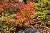 LLANOVER GARDEN, MONMOUTHSHIRE: OCTOBER, FALL, AUTUMN, STREAM, COTINUS OBOVATUS, STYRAX JAPONICUS PINK CHIMES, SHRUBS