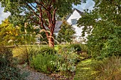 LLANOVER GARDEN, MONMOUTHSHIRE: OCTOBER, FALL, AUTUMN, BORDER, ACER GRISEUM, SEEDLING OF CORTADERIA RICHARDII, SHRUBS, TREES