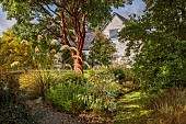 LLANOVER GARDEN, MONMOUTHSHIRE: OCTOBER, FALL, AUTUMN, BORDER, ACER GRISEUM, SEEDLING OF CORTADERIA RICHARDII, SHRUBS, TREES