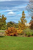 LLANOVER GARDEN, MONMOUTHSHIRE: OCTOBER, FALL, AUTUMN, BORDER, PARKLAND, GRASS, LOWER ARBORETUM, PAMPAS GRASS