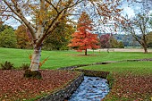 LLANOVER GARDEN, MONMOUTHSHIRE: OCTOBER, FALL, STREAM, BIRCH, BETULA UTILIS SUBSP. ALBOSINENSIS, NYSSA SYLVATICA, TREES, LAWN, PARKLAND