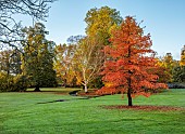 LLANOVER GARDEN, MONMOUTHSHIRE: OCTOBER, FALL, STREAM, BIRCH, BETULA UTILIS SUBSP. ALBOSINENSIS, NYSSA SYLVATICA, TREES, LAWN, PARKLAND