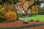 LLANOVER GARDEN, MONMOUTHSHIRE: OCTOBER, FALL, BIRCH, BETULA UTILIS SUBSP. ALBOSINENSIS, TREES, LAWN, PARKLAND