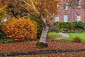 LLANOVER GARDEN, MONMOUTHSHIRE: OCTOBER, FALL, BIRCH, BETULA UTILIS SUBSP. ALBOSINENSIS, TREES, LAWN, PARKLAND