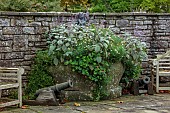 LLANOVER GARDEN, MONMOUTHSHIRE: OCTOBER, FALL, CONTAINER BY WALL WITH PLECTRANTHUS ARGENTATUS, WALLS
