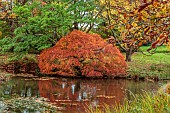 LLANOVER GARDEN, MONMOUTHSHIRE: AUTUMN COLOUR, FALL, OCTOBER, LAKE, POND, THE LOWER POND, POOLS, WATER, CASCADE, ACER PALMATUM DISSECTUM, TREES