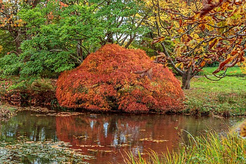 LLANOVER_GARDEN_MONMOUTHSHIRE_AUTUMN_COLOUR_FALL_OCTOBER_LAKE_POND_THE_LOWER_POND_POOLS_WATER_CASCAD
