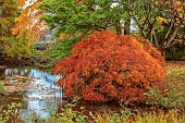 LLANOVER GARDEN, MONMOUTHSHIRE: AUTUMN COLOUR, FALL, OCTOBER, LAKE, POND, THE LOWER POND, POOLS, WATER, CASCADE, ACER PALMATUM DISSECTUM, TREES