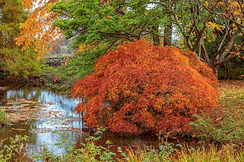 LLANOVER_GARDEN_MONMOUTHSHIRE_AUTUMN_COLOUR_FALL_OCTOBER_LAKE_POND_THE_LOWER_POND_POOLS_WATER_CASCAD