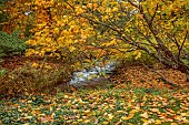 LLANOVER GARDEN, MONMOUTHSHIRE: OCTOBER, FALL, DECIDUOUS, TREES, STREAM, CLADRASTIS KENTUKEA, AMERICAN YELLOW WOOD