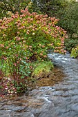 LLANOVER GARDEN, MONMOUTHSHIRE: OCTOBER, FALL, STREAM, HYDRANGEA PANICULATA LIMELIGHT, WATER, SHRUBS