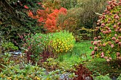 LLANOVER GARDEN, MONMOUTHSHIRE: OCTOBER, FALL, STREAM, HYDRANGEA PANICULATA LIMELIGHT, WATER, SHRUBS