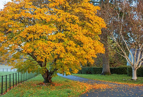 LLANOVER_GARDEN_MONMOUTHSHIRE_OCTOBER_FALL_PARKLAND_ACER_CAPPADOCICUM_DECIDUOUS_TREES