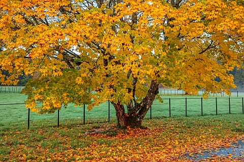 LLANOVER_GARDEN_MONMOUTHSHIRE_OCTOBER_FALL_PARKLAND_ACER_CAPPADOCICUM_DECIDUOUS_TREES