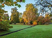 LLANOVER GARDEN, MONMOUTHSHIRE: OCTOBER, FALL, PARKLAND, DECIDUOUS, TREES, STREAM, GRASS, LAWN, BIRCH, BETULA UTILIS SUBSP. ALBOSINENSIS