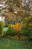 LLANOVER GARDEN, MONMOUTHSHIRE: OCTOBER, FALL, SHRUBS, HOSTAS, LAWN