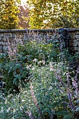 LLANOVER GARDEN, MONMOUTHSHIRE: OCTOBER, FALL, CONTAINER BY WALL WITH PLECTRANTHUS ARGENTATUS