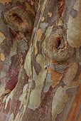 LLANOVER GARDEN, MONMOUTHSHIRE: OCTOBER, FALL, AUTUMN, BARK, TRUNK OF STEWARTIA PSEUDOCAMELLIA, DECIDUOUS, TREE