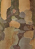 LLANOVER GARDEN, MONMOUTHSHIRE: OCTOBER, FALL, AUTUMN, BARK, TRUNK OF STEWARTIA PSEUDOCAMELLIA, DECIDUOUS, TREE