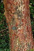 LLANOVER GARDEN, MONMOUTHSHIRE: OCTOBER, FALL, AUTUMN, BARK, TRUNK OF PAPERBARK MAPLE, ACER GRISEUM, DECIDUOUS, TREE
