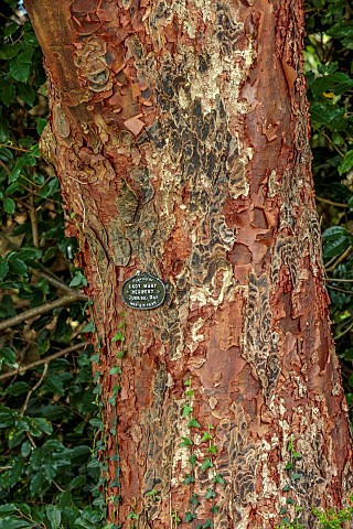 LLANOVER_GARDEN_MONMOUTHSHIRE_OCTOBER_FALL_AUTUMN_BARK_TRUNK_OF_PAPERBARK_MAPLE_ACER_GRISEUM_DECIDUO