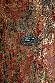 LLANOVER GARDEN, MONMOUTHSHIRE: OCTOBER, FALL, AUTUMN, BARK, TRUNK OF PAPERBARK MAPLE, ACER GRISEUM, DECIDUOUS, TREE