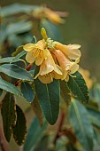 LLANOVER GARDEN, MONMOUTHSHIRE: AUTUMN COLOUR, FALL, OCTOBER, YELLOW, PEACH FLOWERS, BLOOMS OF RHODODENDRON CINNABARINUM SUBSP CINNABARINUM, SHRUBS