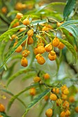 LLANOVER GARDEN, MONMOUTHSHIRE: YELLOW, ORANGE FRUITS, SEEDS OF EUONYMUS MYRIANTHUS, SHRUBS, OCTOBER