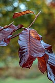 LLANOVER GARDEN, MONMOUTHSHIRE: AUTUMN COLOUR, FALL, OCTOBER, TREES, ROUND GARDEN, LAWN, LEAVES, FOLIAGE OF MAGNOLIA OBOVATUS