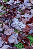 LLANOVER GARDEN, MONMOUTHSHIRE: AUTUMN COLOUR, FALL, OCTOBER, TREES, ROUND GARDEN, LAWN, FALLEN LEAVES, FOLIAGE OF MAGNOLIA OBOVATUS