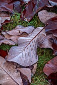 LLANOVER GARDEN, MONMOUTHSHIRE: AUTUMN COLOUR, FALL, OCTOBER, TREES, ROUND GARDEN, LAWN, FALLEN LEAVES, FOLIAGE OF MAGNOLIA OBOVATUS