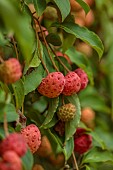 LLANOVER GARDEN, MONMOUTHSHIRE: RED FRUITS OF CORNUS NORMAN HADDEN,