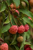 LLANOVER GARDEN, MONMOUTHSHIRE: RED FRUITS OF CORNUS NORMAN HADDEN,