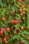 LLANOVER GARDEN, MONMOUTHSHIRE: RED FRUITS OF CORNUS NORMAN HADDEN,