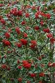 LLANOVER GARDEN, MONMOUTHSHIRE: AUTUMN, FALL, OCTOBER, TREES, RED BERRIES, FRUITS OF ROWAN, SORBUS SCALARIS, TREES