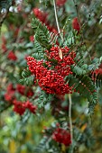 LLANOVER GARDEN, MONMOUTHSHIRE: AUTUMN, FALL, OCTOBER, TREES, RED BERRIES, FRUITS OF ROWAN, SORBUS SCALARIS, TREES
