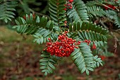LLANOVER GARDEN, MONMOUTHSHIRE: AUTUMN, FALL, OCTOBER, TREES, RED BERRIES, FRUITS OF ROWAN, SORBUS SCALARIS, TREES
