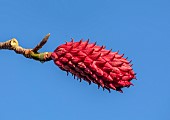 LLANOVER GARDEN, MONMOUTHSHIRE: AUTUMN, FALL, OCTOBER, TREES, RED FRUITS OF MAGNOLIA OBOVATUS, TREES