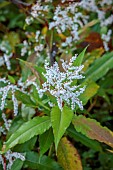 LLANOVER GARDEN, MONMOUTHSHIRE: OCTOBER, FALL, PERENNIALS, WHITE FLOWERS, BLOOMS OF PERSICARIA WALLICHIANA