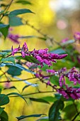 LLANOVER GARDEN, MONMOUTHSHIRE: OCTOBER, FALL, PINK FLOWERS, BLOOMS OF SALVIA INVOLUCRATA, PERENNIALS