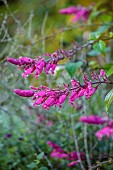 LLANOVER GARDEN, MONMOUTHSHIRE: OCTOBER, FALL, PINK FLOWERS, BLOOMS OF SALVIA INVOLUCRATA, PERENNIALS