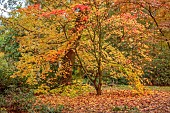 EVENLEY WOOD GARDEN, NORTHAMPTONSHIRE: OCTOBER, AUTUMN, FALL, ORANGE, YELLOW LEAVES, FOLIAGE OF JAPANESE MAPLE, ACER JAPONICUM, TREES