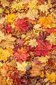 EVENLEY WOOD GARDEN, NORTHAMPTONSHIRE: OCTOBER, AUTUMN, FALL, ORANGE, YELLOW LEAVES, FOLIAGE OF JAPANESE MAPLE, ACER JAPONICUM, TREES