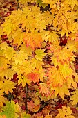 EVENLEY WOOD GARDEN, NORTHAMPTONSHIRE: OCTOBER, AUTUMN, FALL, ORANGE, YELLOW LEAVES, FOLIAGE OF JAPANESE MAPLE, ACER JAPONICUM, TREES