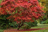 EVENLEY WOOD GARDEN, NORTHAMPTONSHIRE: OCTOBER, AUTUMN, FALL, RED LEAVES, FOLIAGE OF JAPANESE MAPLE, ACER PALMATUM ATROPURPUREUM, TREES