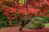 EVENLEY WOOD GARDEN, NORTHAMPTONSHIRE: OCTOBER, AUTUMN, FALL, RED LEAVES, FOLIAGE OF JAPANESE MAPLE, ACER PALMATUM ATROPURPUREUM, TREES